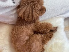 -瑞派雷欧宠物医院·24h夜诊·心脏骨科牙科·全科重症转诊中心(无影山店)