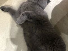 -藏猫猫咖啡主题馆(中央大道店)