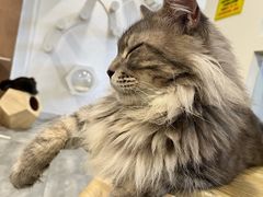 -楼上猫咖(罗湖店)