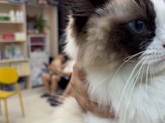 -乐琪宠物医院·犬猫专科·骨外科·急重症