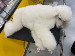 -优缇多格专业宠物美容师培训学校