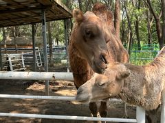 -长白岛森林公园