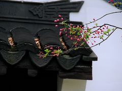 -莫愁湖公园