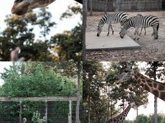 -清迈夜间动物园