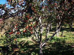 -永定河休闲森林公园
