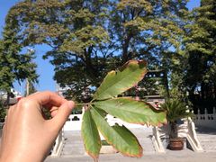 -菩提树下茶咖鼓捣