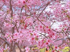 -天适樱花悠乐园