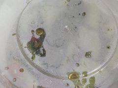 -鼎盛蜀坊·重庆江湖菜(市桥地铁站店)
