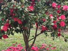 -梁鸿国家湿地公园