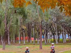 -北京梧桐树双语幼儿园
