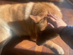 -米莱摄影写真(五大道别墅店)