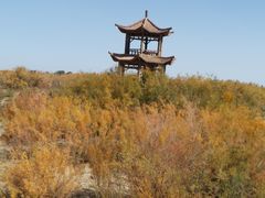 -金塔沙漠胡杨林景区