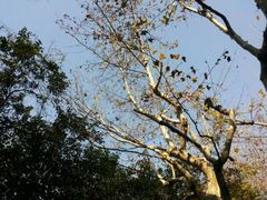 android_upload_pic-徐家汇源景区-衡山公园