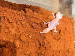 -酷以爬仙阁实体爬宠店·守宫·蜥蜴·专业繁育