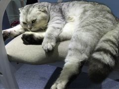 -喵的天空名猫咖啡馆·撸猫·猫舍·用品