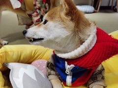 -逗柴咖啡屋·狗咖猫咖宠物桌游