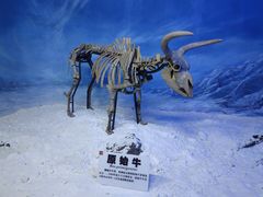 -吉林省自然博物馆