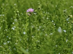 -北运河水利风景区