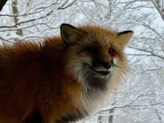 -宫城藏王狐狸村