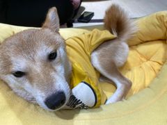 -逗柴咖啡屋·狗咖猫咖宠物桌游