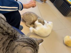 -平行世界·猫咖(首经贸店)