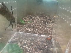 -上海昆虫博物馆