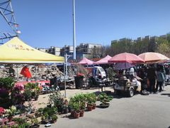 -中环花鸟鱼虫市场