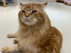 -藏猫猫咖啡主题馆(中央大道店)