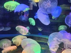 -太平洋海底世界