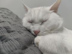 -芭比堂动物医院·犬猫全科·异宠专科(雁塔分院)