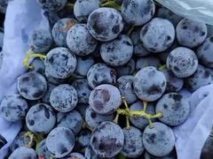 夏黑-壹号果仓(常熟三店)