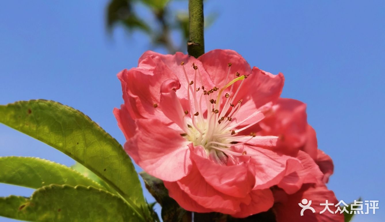 深圳人的后花园|暖暖的春风迎面桃花朵朵开