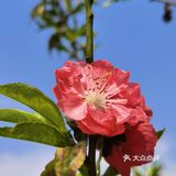 深圳人的后花园|暖暖的春风迎面桃花朵朵开
