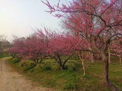 -上海海湾国家森林公园