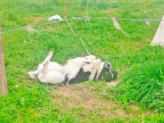 -关山牧场王师烤全羊