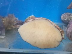 -宾朋海鲜特色美食餐厅·纯手工鲅鱼水饺(兴海路店)