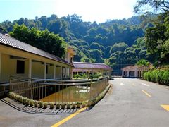 -银湖山郊野公园-相思林