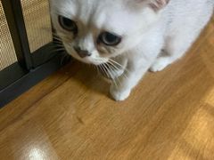 -喵屋coffee