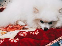 -顺强宠物诊所·狂犬免疫·夜诊·骨科(嘉定店)