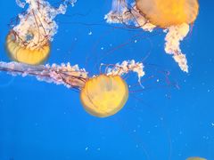 -太平洋海底世界