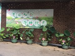 -陈家山荷花公园