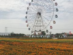 -金卉庄园