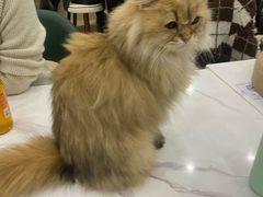 -安格丽娜·狗咖·猫咖羊驼咖(春熙路百盛商场店)