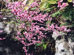 -郭庄景区