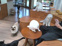 -有猫主题·治愈系猫咖(曾厝垵店)