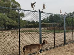-北京麋鹿生态实验中心