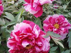-莲花池公园