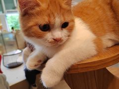 -飞行喵MR PILOT|猫舍·猫咖(静安大融城店)