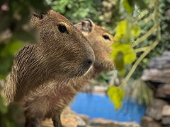 -北京野生动物园