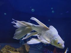 -绿色星球动物主题公园